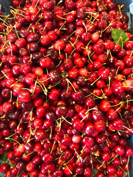Fresh Cherry from 체코 supplied by Ovocnářství Slaný - Moštárna - Red 신선 체리