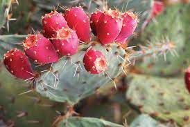 Prickly Pear from Portugal supplied by Herdade Vale do Guadiana - Raw Prickly Pear