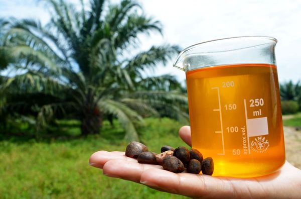 Palm Kernel Oil (PKO Oil) from Colombia supplied by PALMAS Y EXTRACTORA MONTERREY S.A. - Extraction Palm Kernel Oil