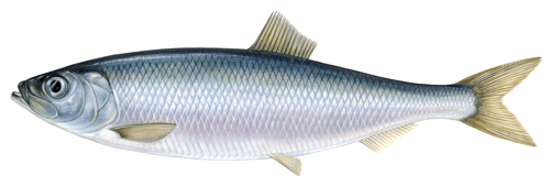 Frozen Herring from 노르웨이 supplied by NORDIC FISH AS - Whole (=In The Round) 청어