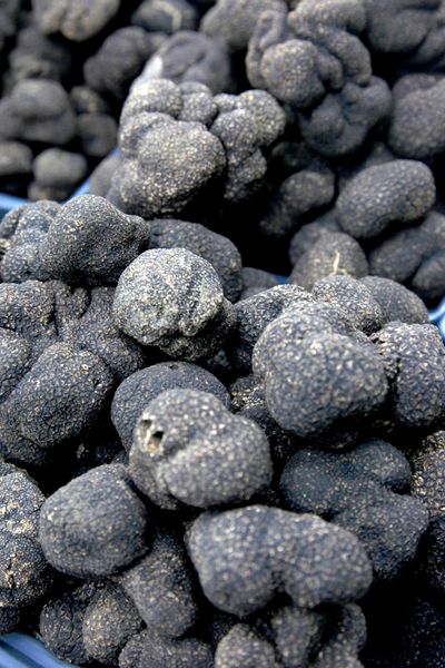 Truffle from 호주 supplied by Oak Valley Truffles - Black 트러플