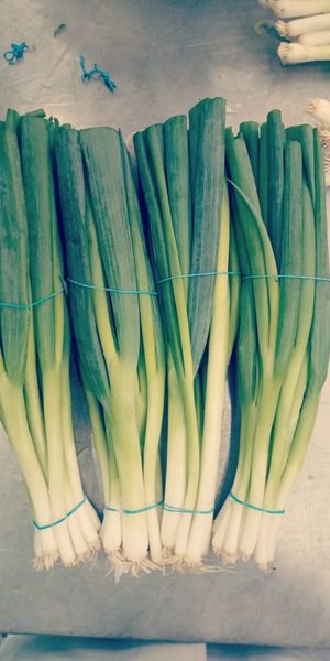 Spring onions from 이집트 supplied by SKYLINE for Import & Export - 노지 신선 봄양파