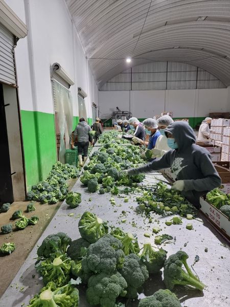 Fresh Brocoli from 멕시코 supplied by Premium Fresh Growers, LLC - Fresh (=Chilled) 신선 브로콜리 꽃