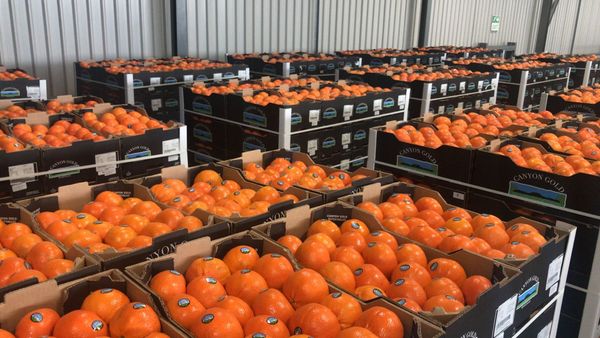 Oranges from 남아프리카공화국 supplied by Baobab Value Adding (Pty) Ltd - 주황색 신선 오렌지