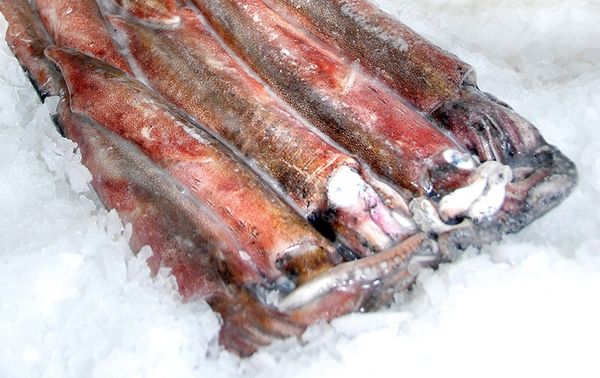 Squid from South Africa supplied by Balobi Group - Carton Box (12kg) (=Cardboard Box) Frozen Squid