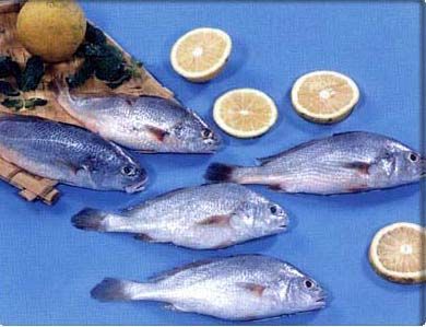 Frozen Yellow Croaker from 파키스탄 supplied by Maritime Fisheries - Yellow Croaker (=Yellow corvina) 냉동 암치