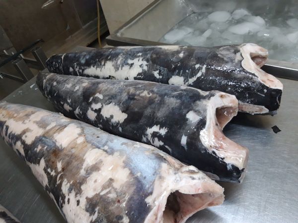 FROZEN SWORDFISH from 인도네시아 supplied by PT. AWINDO INTERNATIONAL - With Skin (=Skin On) 냉동 황새치 통마리