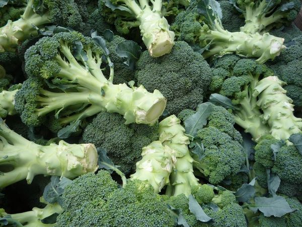 Fresh Broccoli from 폴란드 supplied by PHU BEMO Sp. J. B. Kołakowska M. Szewczyk - Green 신선 브로콜리 꽃