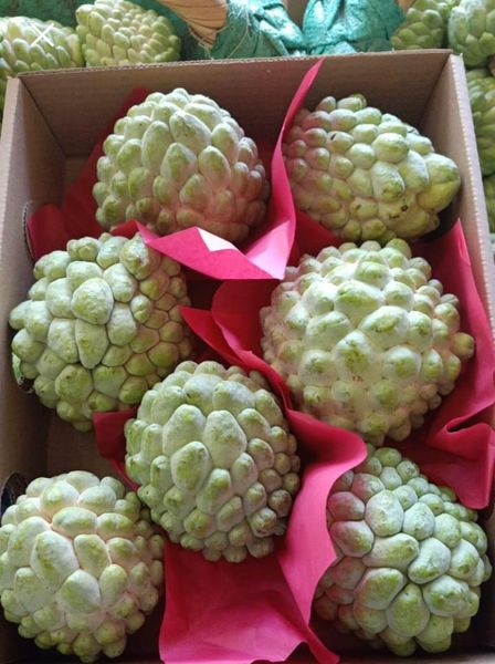 Custerd Apple from Egypt supplied by Tagro Egypt for Trade - 8-10 fruits Fresh Custard Apple