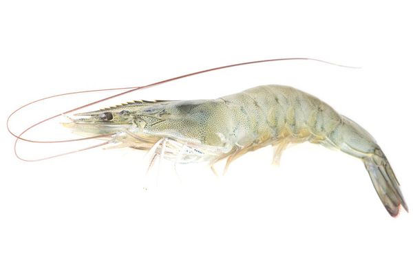 Shrimp from 미국 supplied by Ocean Springs Seafood, Inc. - Raw Peeled & Deveined (=RPD) 냉동 새우