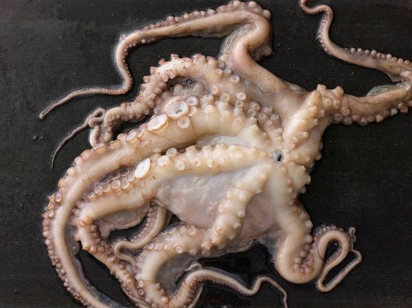 Fresh Octopus from Spain supplied by Mark Foods Inc - Fresh (=Chilled=Raw) Frozen Octopus
