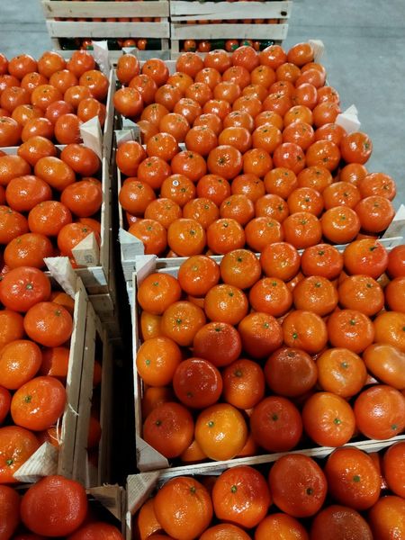 Orange from 튀르키예 supplied by HATTİ TEKNOLOJİ DANIŞMANLIK SAN. VE TİC. A.Ş - 주황색 신선 오렌지