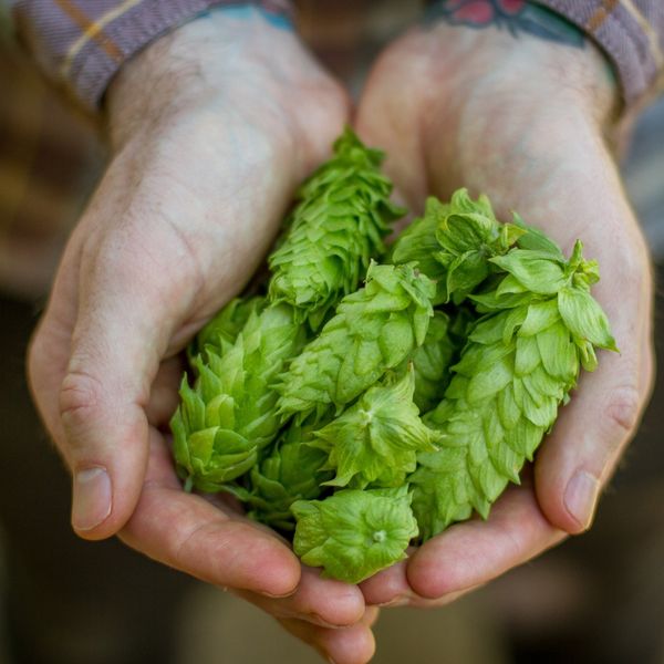 hop from 미국 supplied by CROSBY HOP FARM - Whole 홉