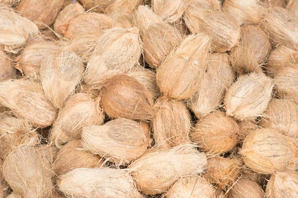 Semi Husked Coconut from 인도 supplied by Adorn Exports International - Dried 기타 신선 코코넛