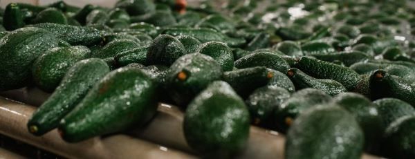 Avocado from South Africa supplied by Afrupro Marketing (Pty) Ltd - Hass Fresh Avocado