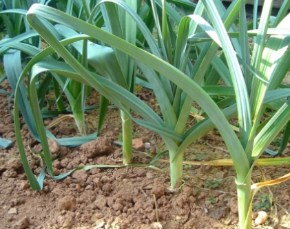Fresh Leek from 프랑스 supplied by SCEA LE MARAICHER DE L' ECO DOMAINE DE VAILHAUQUES - Fresh (=Chilled) 리크