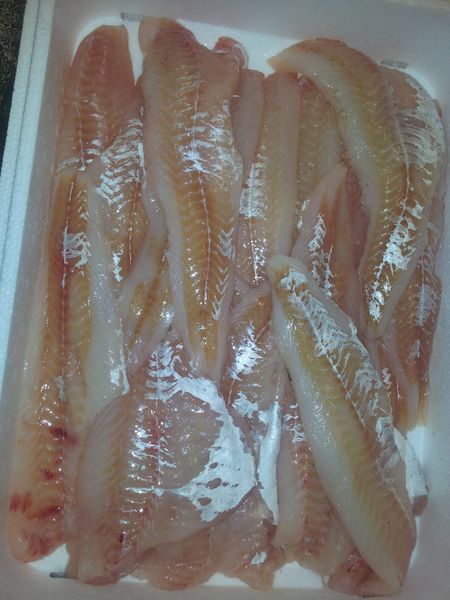 Fresh perch from Poland supplied by Baltimer Sp. z o.o. - HGT (=Headed, Gutted, and Tail-off) Frozen Perch