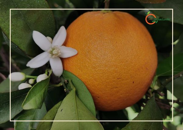 Barnfield Orange from 포르투갈 supplied by Frutas Lurdes G. & Filhas, lda - 주황색 신선 오렌지