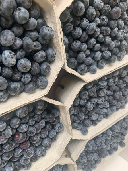 Fresh Blueberry from Germany supplied by Agricultural Society Chemnitz mbH - Whole Fresh Blueberry
