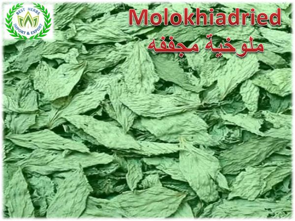 Meloukia Dried leaves Production Season 2019 Egyptian Production First Class from 이집트 supplied by best herbs for import and export - Preserved (=Canned) 기타 수산물 가공품