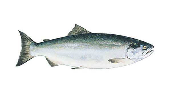 Halibut from 미국 supplied by Boundary Fish Company, Inc. - Whole (=In The Round) 냉동 준치