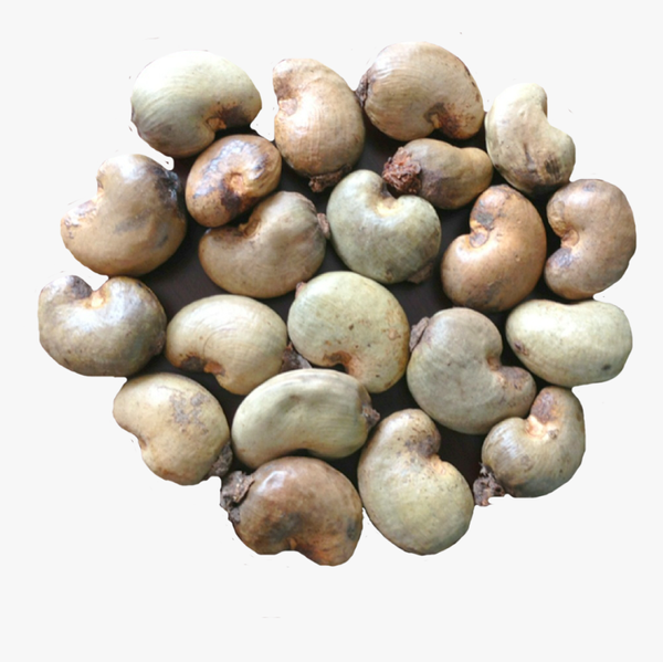 Raw Cashew Nut from Tanzania supplied by ISCON COMMODITIES (T) LIMITED - Shelled (=Kernel) Raw Cashew Nut