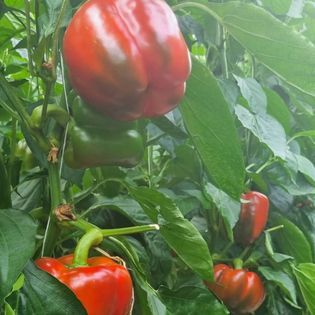 Bell Pepper from Germany supplied by HAVELIA GmbH - Green Fresh Bell Pepper
