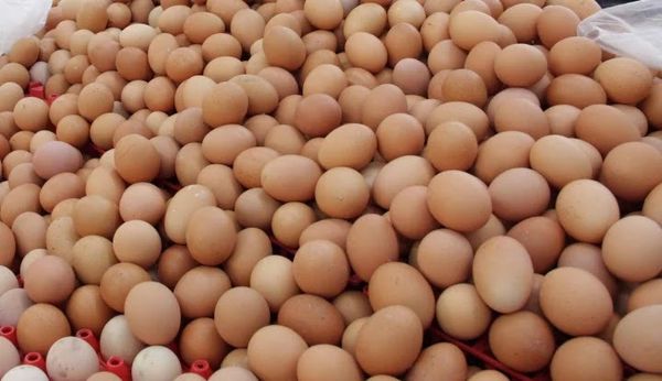 Fresh Chicken Egg from Romania supplied by Aviputna - White-Brown Chicken Egg