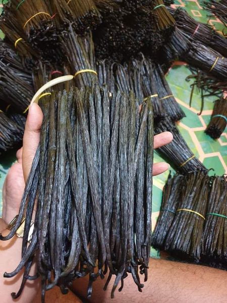 Vanilla beans Planifolia from Indonesia supplied by CV. Prima Nusantara Sejahtera - As per customer's request Vanilla