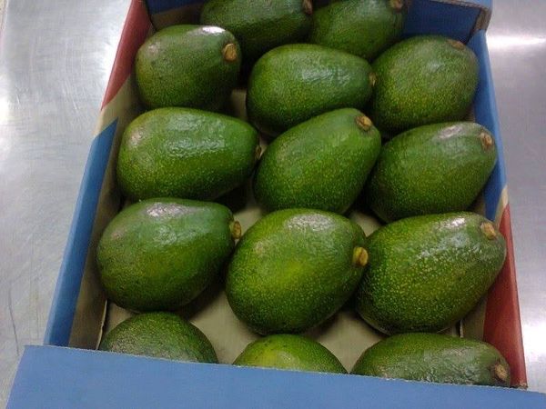 Avocado from 우간다 supplied by Fresh From Uganda Ltd - Raw 신선 아보카도