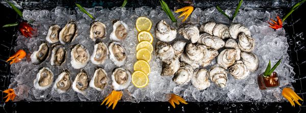Oyster from 미국 supplied by Hoopers Island Oyster Aquaculture Company, LLC - Fresh (=Chilled=Raw) 신선 굴