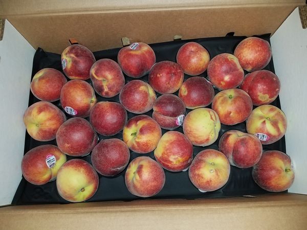Nectarines from United States supplied by Peterson Fruit Co., Inc - Carton Box (=Cardboard Box) Fresh Nectarine