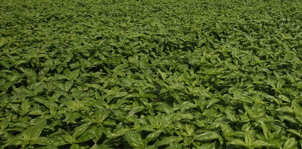 Basil from 이탈리아 supplied by Orti dei Berici - Tree Basil (=African Basil=Vana Basil=Ocimum gratissimum) 바질
