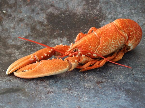 Lobster from 영국 supplied by W. Harvey & Sons Ltd - Carton Box (3kg) (=Cardboard Box) 신선 랍스터