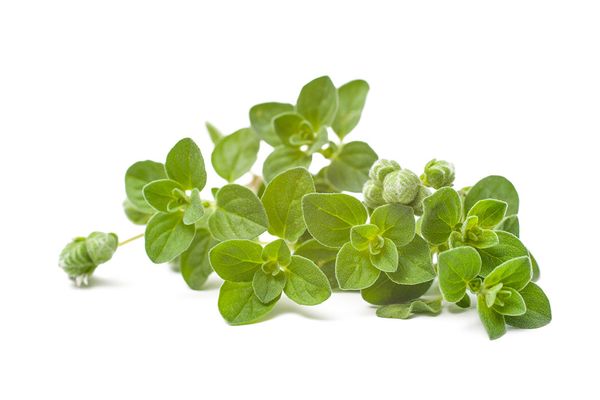 Oregano from Israel supplied by The Growers - Leaf Oregano