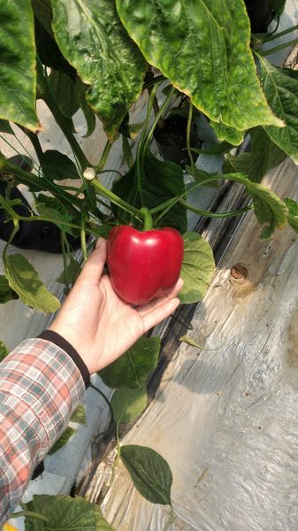 Fresh Paprika / Bellpepper from 인도네시아 supplied by PT DMC Indonesia Food - Red 신선 피망