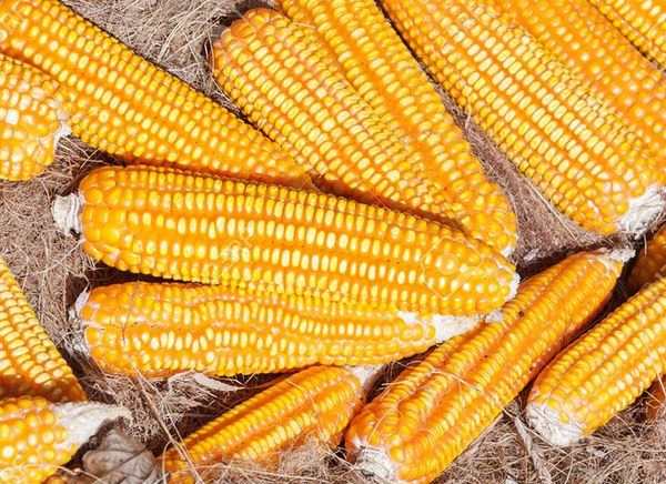 Maize from 인도 supplied by Calgara Worldwide Private Limited - Yellow Corn 옥수수