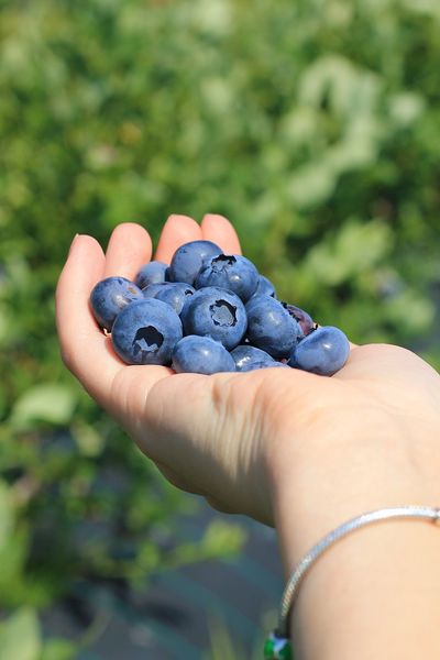 Bluecrop Blueberry from Ukraine supplied by BETEC - Highbush - Bluecrop (=Blue Crop) Fresh Blueberry