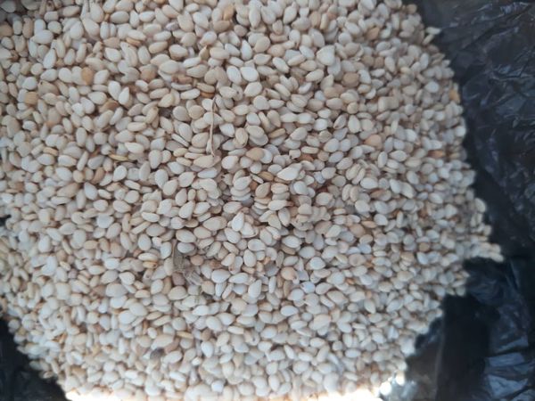 White  Sesame from 이집트 supplied by Ashriya Trading Industrial com.LTD - Unhulled 참깨