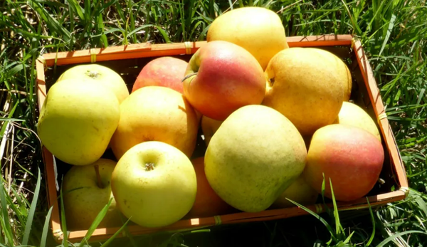 Apple from France supplied by Gaec du Plainier - Chanteclerc (=Belchard) Fresh Apple
