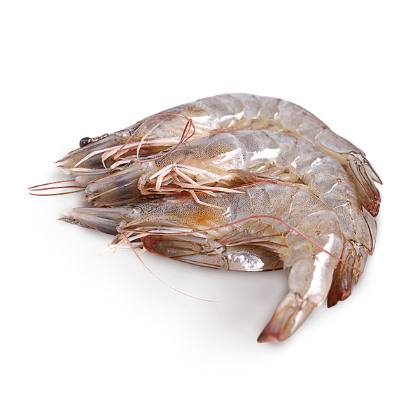 Shrimp from Thailand supplied by INTER-OCEANIC RESOURCES CO., LTD. - Shell On (=Unpeeled) Fresh Common Shrimp & Prawn