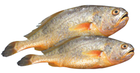 Yellow Croaker from 말레이시아 supplied by JEFI AQUATECH RESOURCES SDN BHD - Whole (=In The Round) 냉동 암치