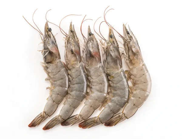 Shrimp from 인도네시아 supplied by PT. Jala Sembilan - Fresh (=Chilled=Raw) 냉동 새우