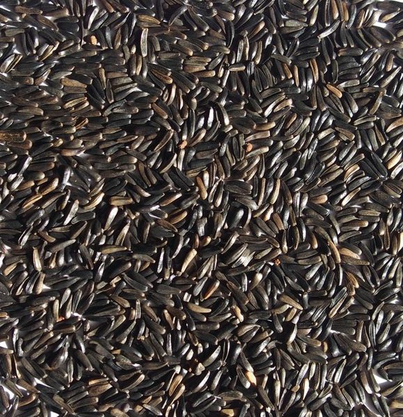 Ethiopian Origin Niger Seed from 에티오피아 supplied by Tekhaf Trading PLC - 98-99% Purity 니거 종자