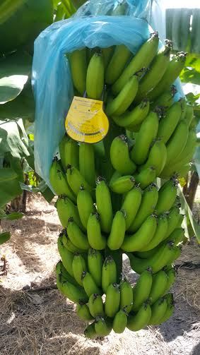 Cavendish Banana from 베트남 supplied by Mai Ka Company Limited - Large 신선 바나나