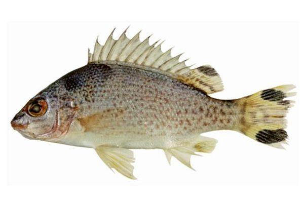 Grunter from Mauritania supplied by Seafishtrade - African Striped Grunt (=Parapristipoma octolineatum) Frozen Grunt