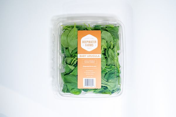 Fresh Arugula from Canada supplied by Deepwater Farms - Baby Arugula Arugula