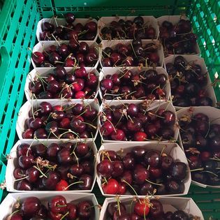 Cherry from Switzerland supplied by ArboThévoz - Red Fresh Sweet Cherry