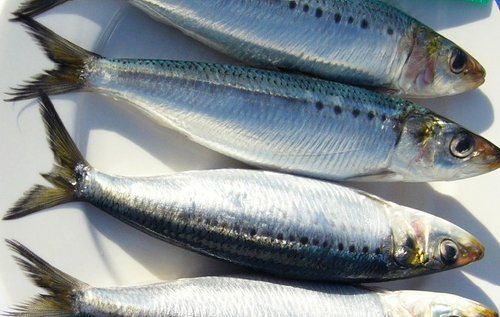 Sardine from South Africa supplied by Kaytrad Commodities (Pty) Ltd - South African Pilchard (=Sardinops ocellatus) Frozen Sardine