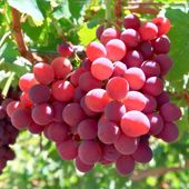 Table Grapes - Crimson from South Africa supplied by Vintage View - Table Grape Fresh Grape